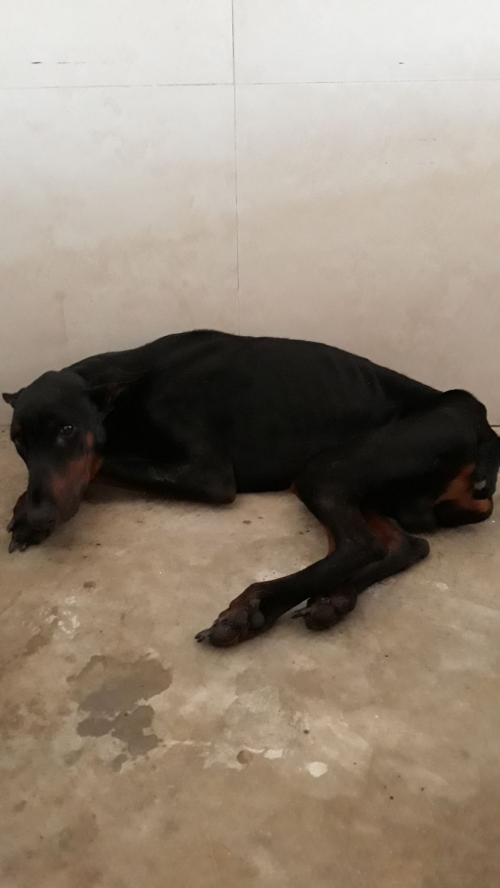 დობერმანი ჩიკო