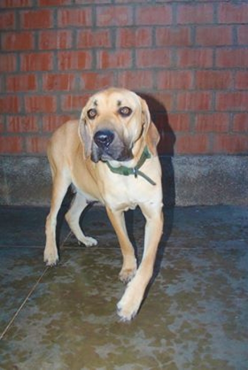 მეტისი უსახელო