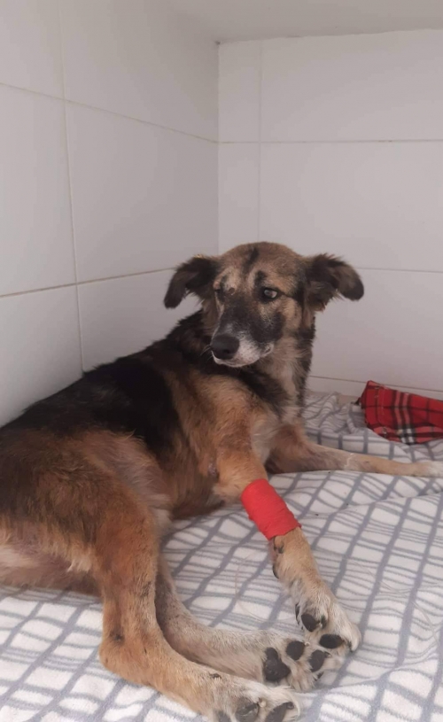 მეტისი გურჯანის რაიონი