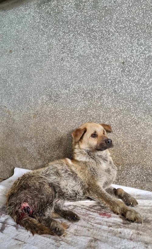 მეტისი უსახელო მოიყვანა ტაქსის მძღოლმა