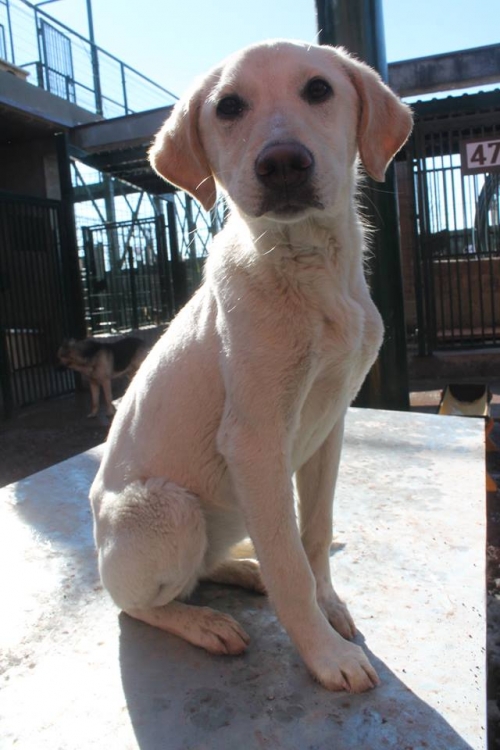 მეტისი უსახელო