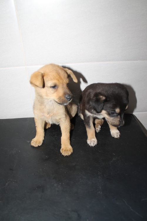 მეტისის ლეკვები უსახელო