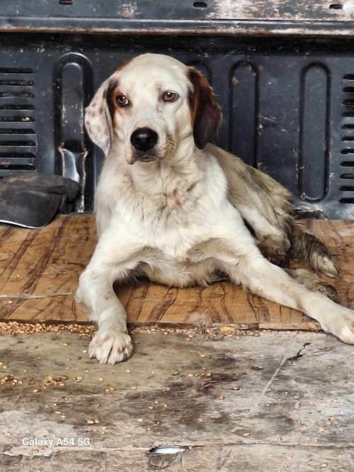 მეტისი ზესტაფონი