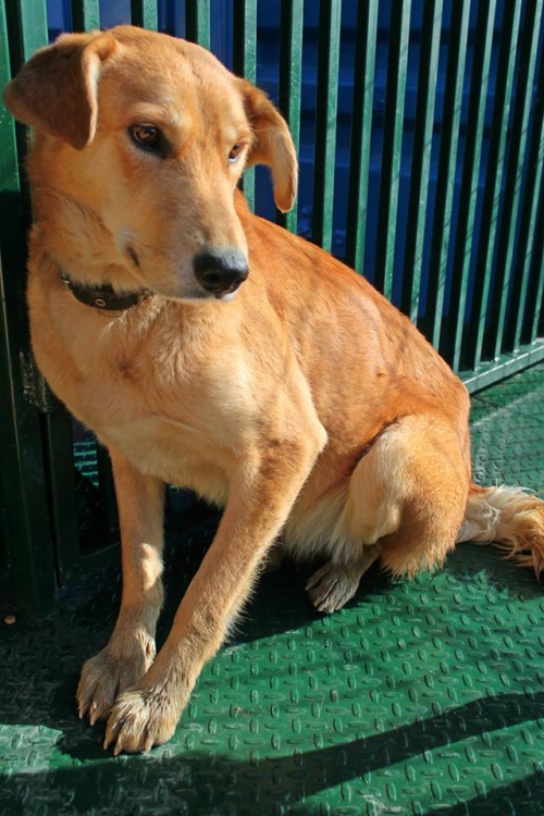 მეტისი უსახელო