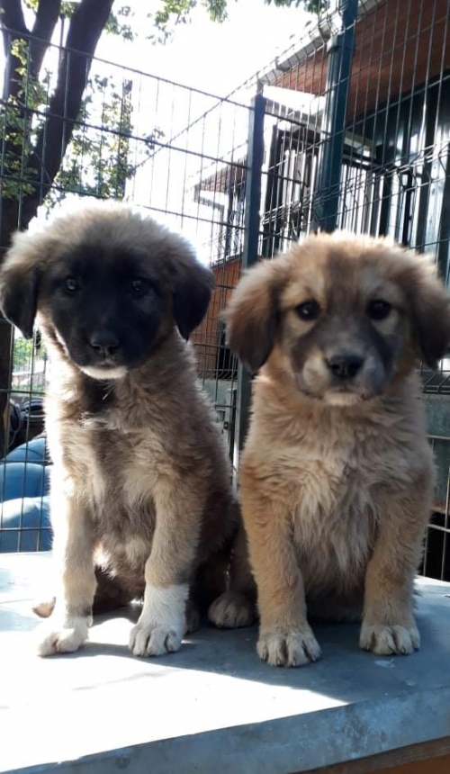 ქართული ქოფაკი უსახელო