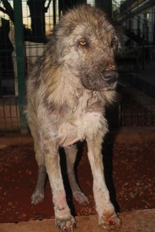 ქართული ქოფაკი უსახელო