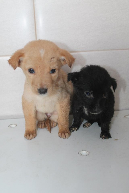 მეტისი უსახელო