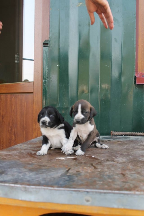 პოინტერის მეტისი უსახელო