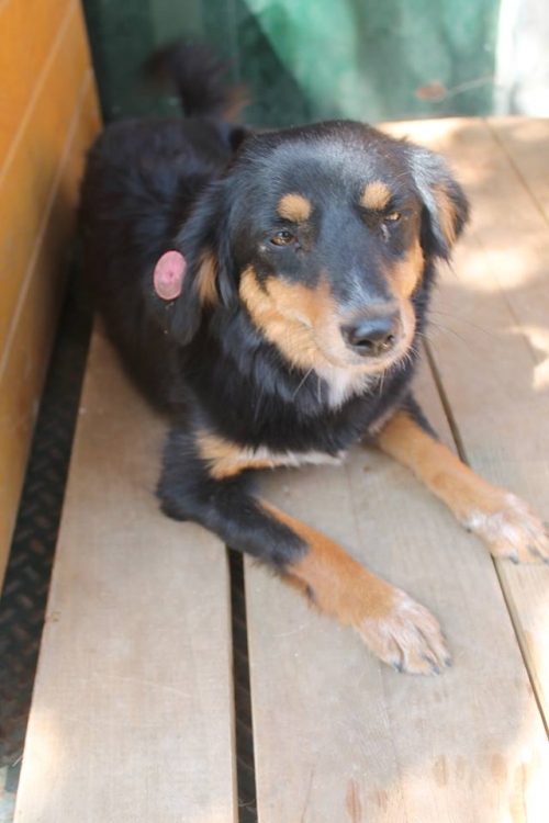 მეტისი უსახელო