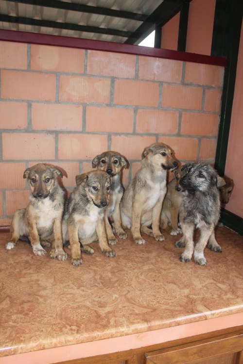 მეტისის ლეკვები უსახელო