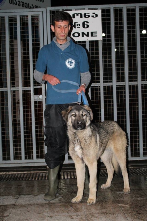 მეტისი უსახელო