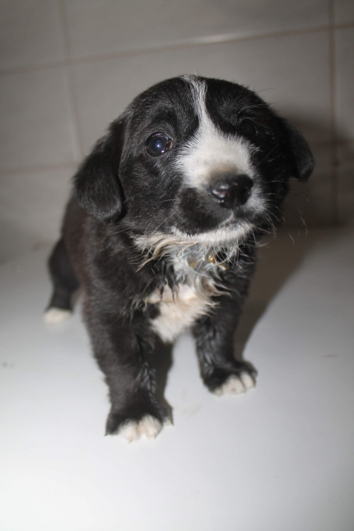 მეტისი უსახელო