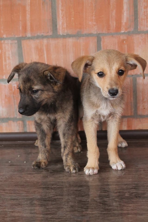 მეტისი უსახელო