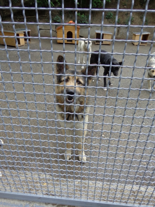 გერმანული ნაგაზი ბობო