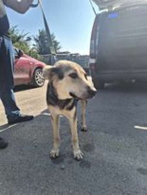 მეტისი საგურამო