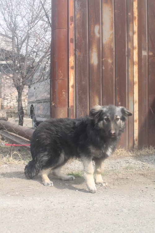 გერმანული ნაგაზის მეტისი მურა