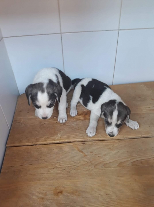 მეტისი უსახელო