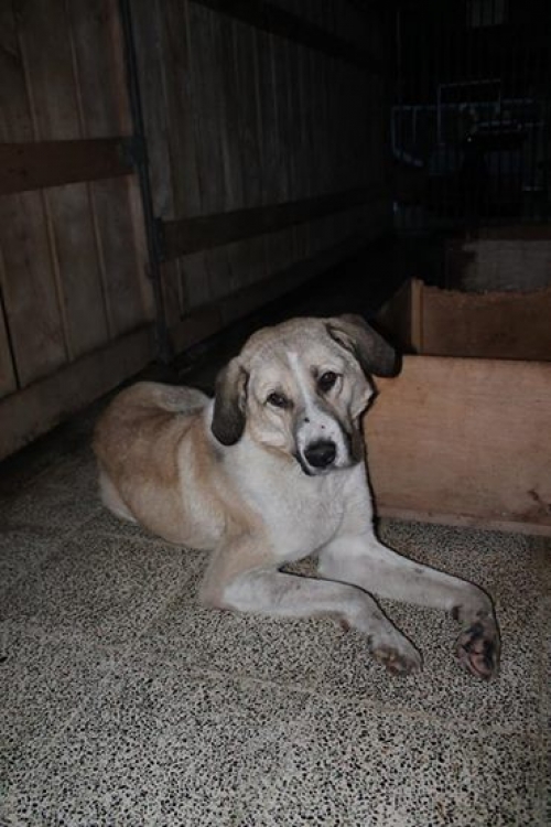 მეტისი უსახელო