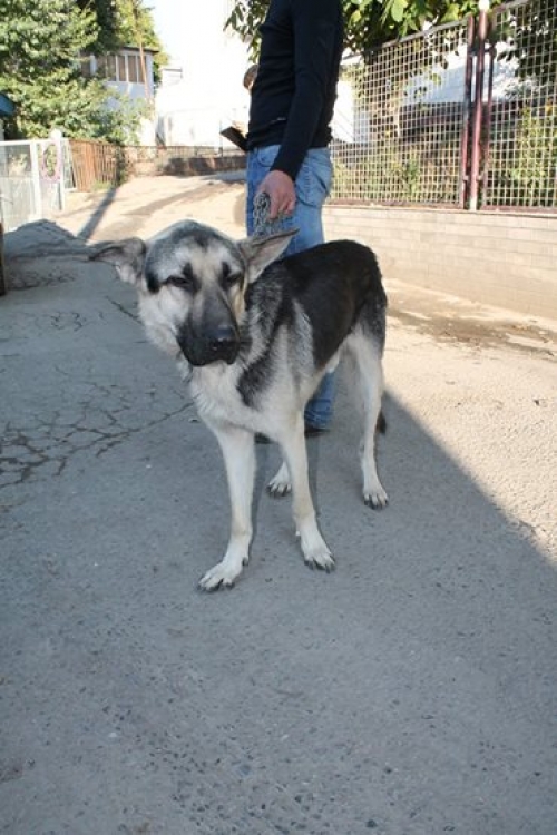 აღმოსავლეთ ევროპული ნაგაზი ბიბო