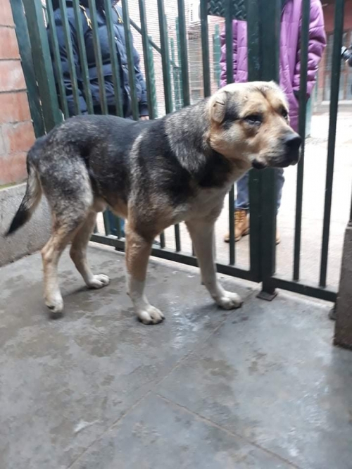 ქართული ნაგაზი კახეთი.საგარეჯო