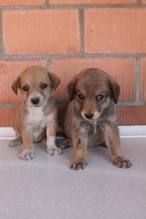 მეტისი უსახელო