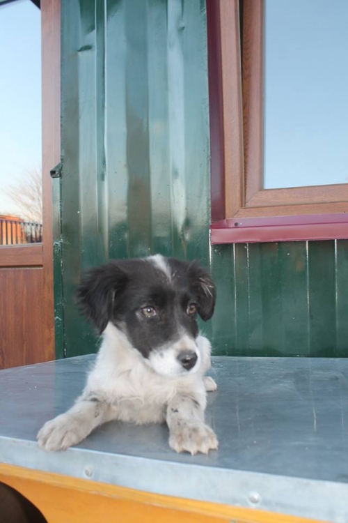 მეტისი უსახელო