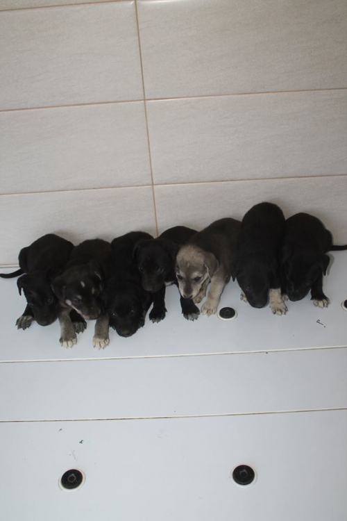 მეტისის ლეკვები უსახელო