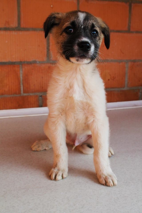 მეტისი უსახელო