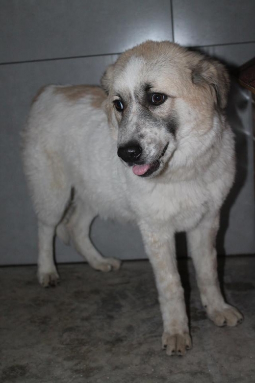 ქართული ქოფაკი ბუკა