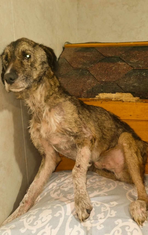 მეტისი ისნის მეტრო