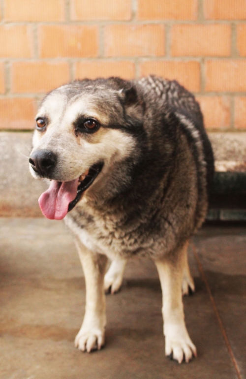 ქართული ქოფაკი უსახელო