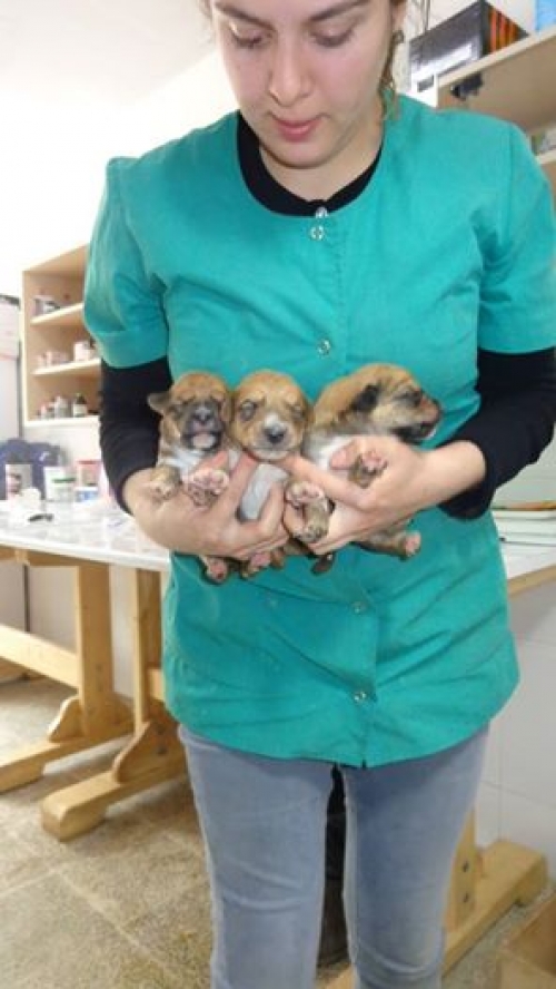 ქართული ქოფაკი უსახელოები