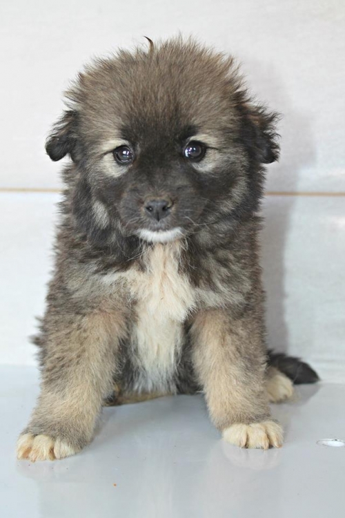 მეტისი უსახელო