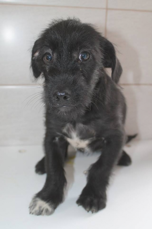 ბალონკის მეტისი უსახელო