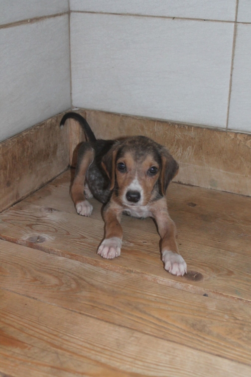 მეტისი უსახელო