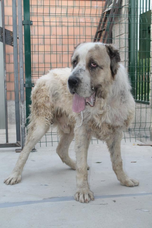 აზიური ნაგაზი ბობო