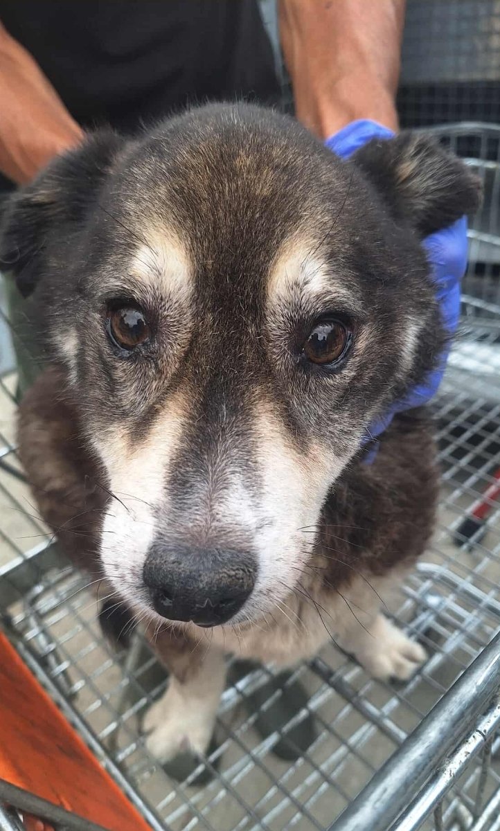 მეტისი. სამგორი