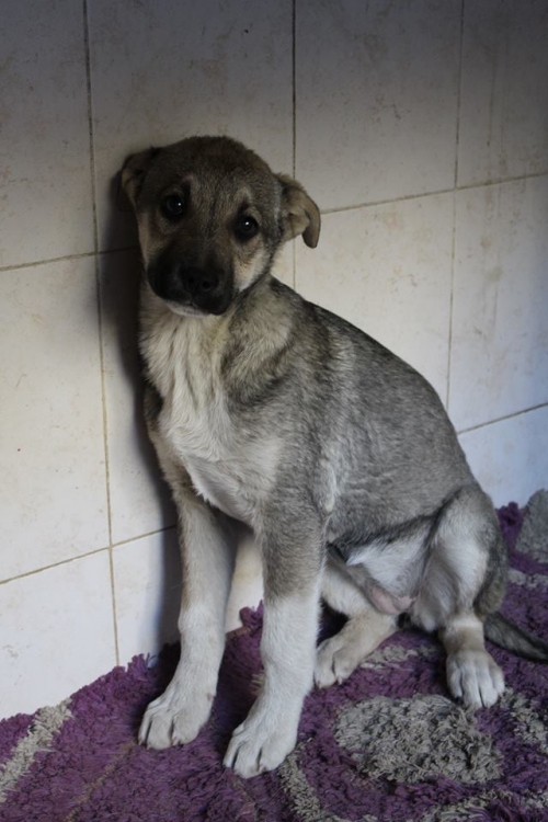 მეტისი უსახელო