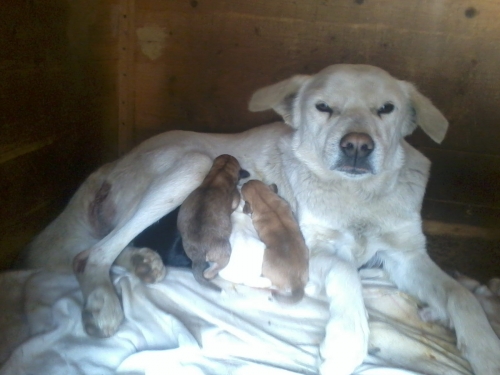 მეტისის ლეკვები უსახელო