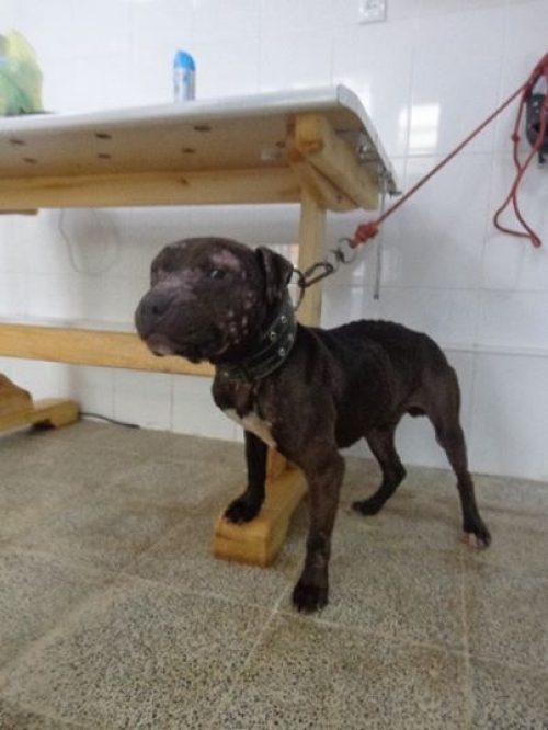 პიტი ჯანა