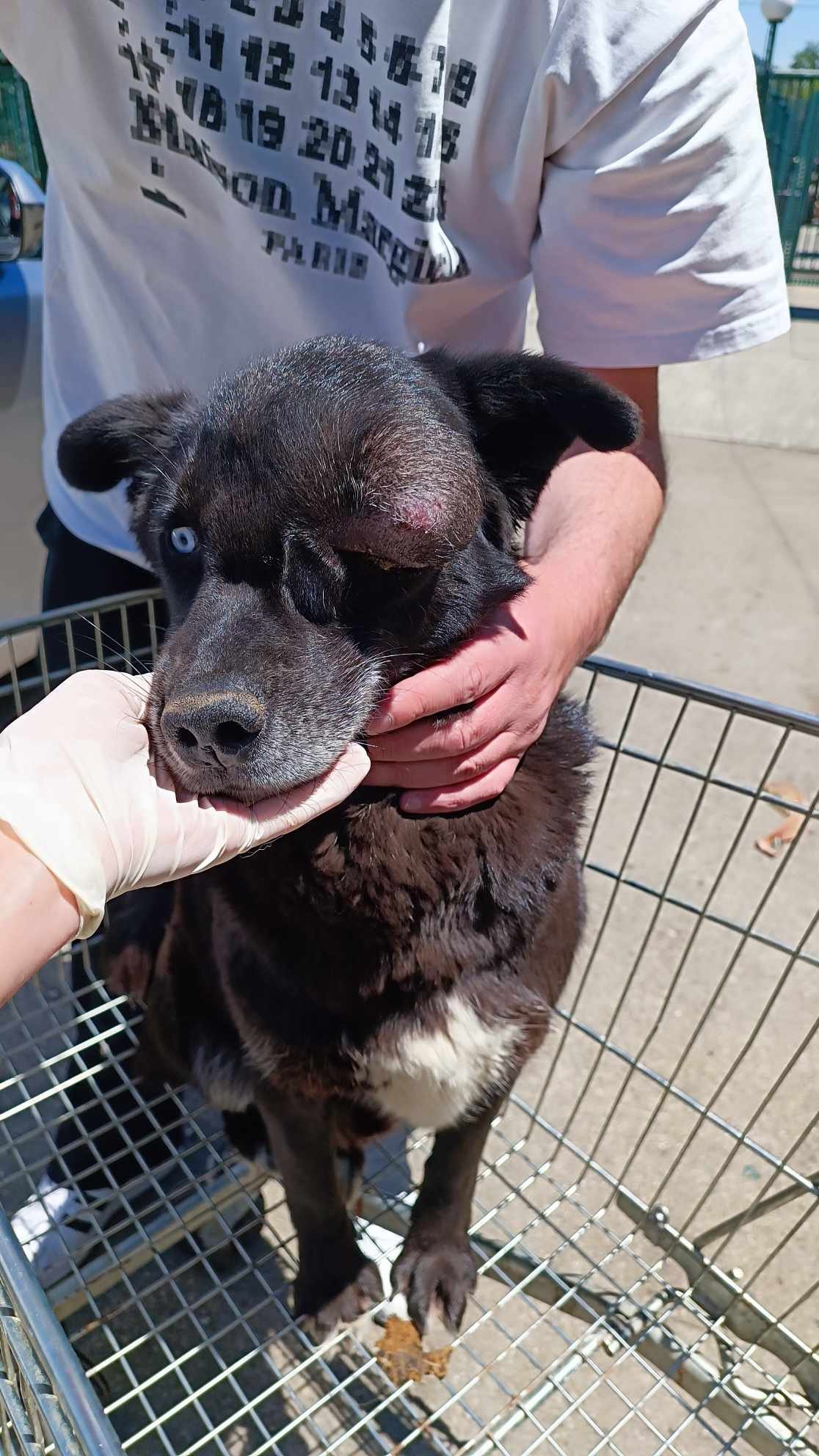 მეტისი ზაჰესი. ბოვი