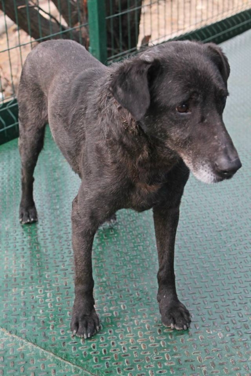 მეტისი ცუგო