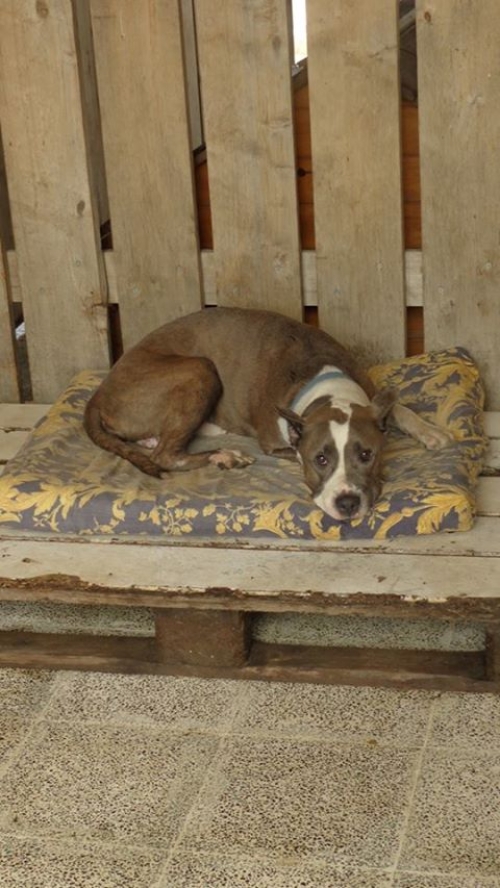 პიტი გრეი