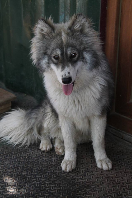 რუსული ლაიკა უსახელო