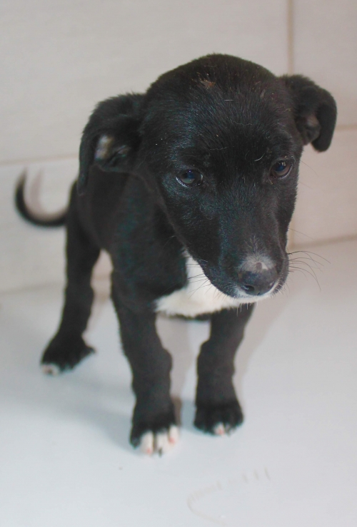 მეტისი უსახელო