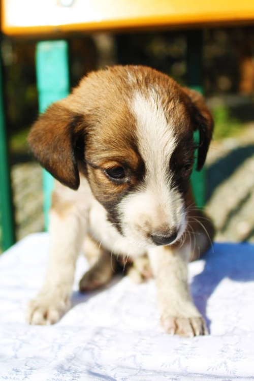 მეტისი უსახელო