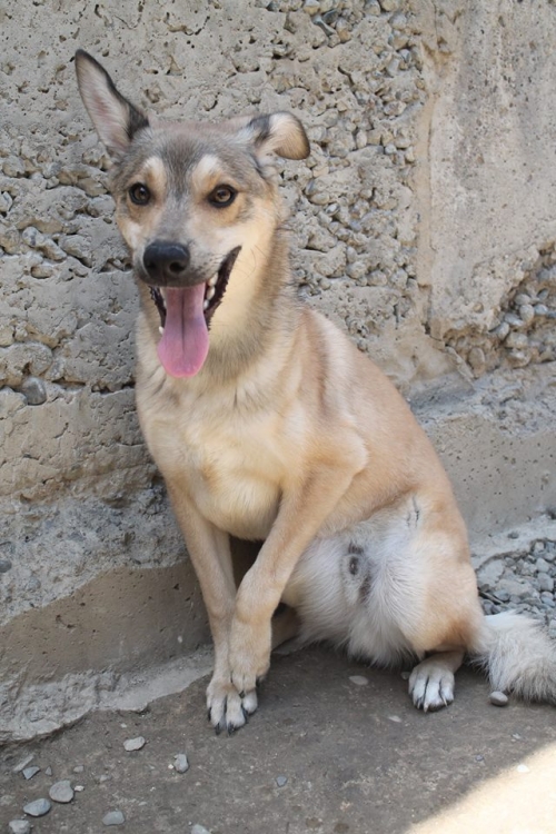 მეტისი გაბი