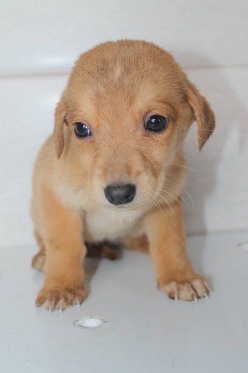 მეტისი უსახელო