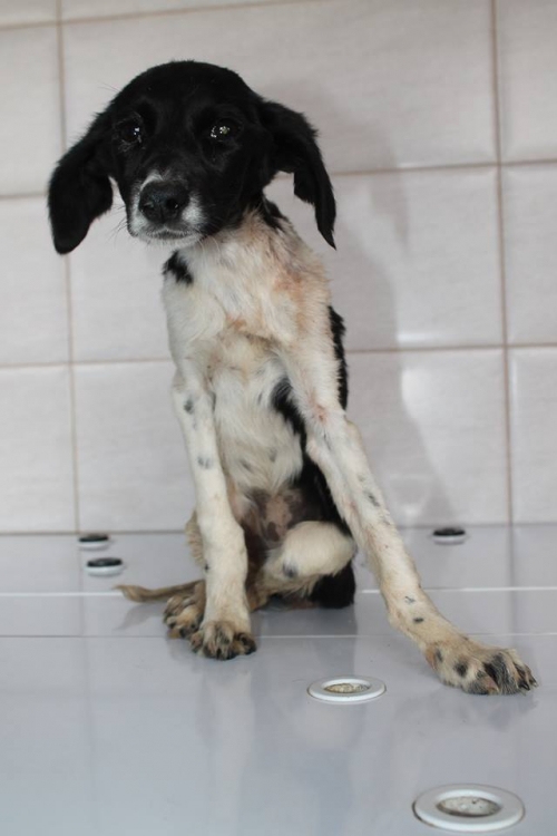 მეტისი უსახელო