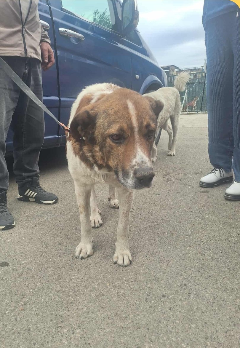 მეტისი. მეჯვრისხევი